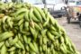 En  febrero se espera que  precio del plátano baje