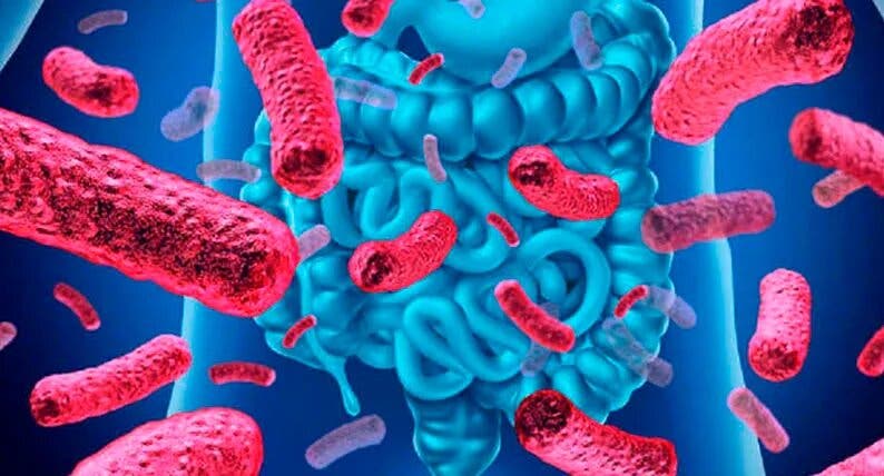 Cómo el microbioma intestinal contribuye a los riesgos de enfermedad cardíaca