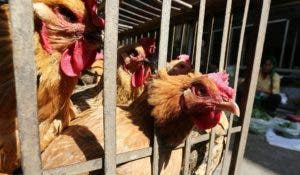 Japón: Sacrifican 10 millones de aves para contener la gripe aviar