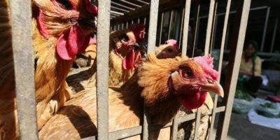 Japón: Sacrifican 10 millones de aves para contener la gripe aviar