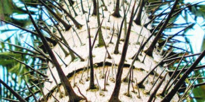 Palma corozo, especie ornamental con que se crean sortijas artesanales