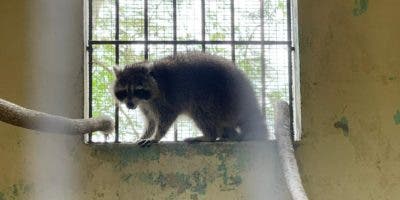 Tras días de travesía, la mapache entra en cuarentena en el Zoológico