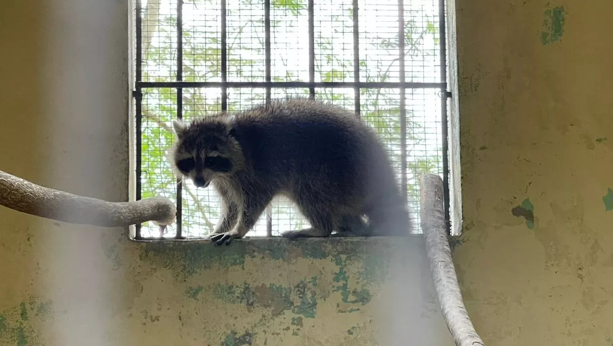 Tras días de travesía, la mapache entra en cuarentena en el Zoológico