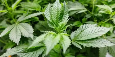 Por qué no ha resultado tan rentable cultivar marihuana en América Latina
