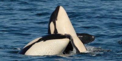 El sacrificio “de por vida” que hacen las orcas madre por sus crías