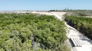 Ambientalistas denuncian destrucción de manglares por construcción muro fronterizo