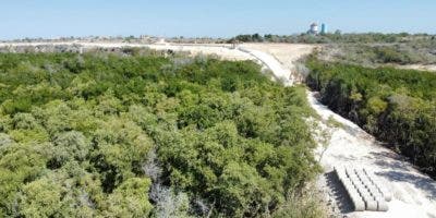 Ambientalistas denuncian destrucción de manglares por construcción muro fronterizo