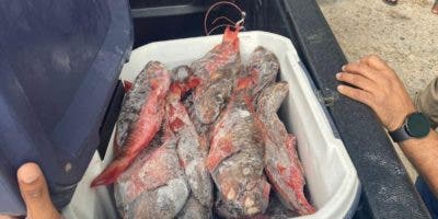Ambiente arrecia decomiso pez loro en provincias