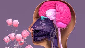 El bulbo olfatorio tiene receptores que se comunican directamente con el cerebro.