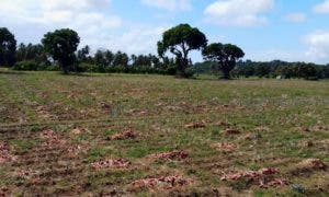 Más de 70,000 quintales de cebolla podrían perderse en Palenque