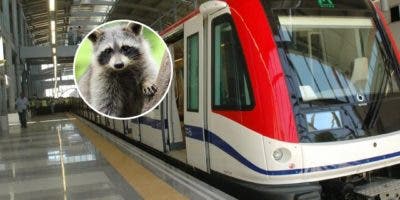 “Mapache se fue en el metro”, reaccionan habitantes de Cristo Rey