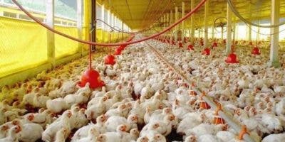 Avicultores garantizan oferta local de pollos para satisfacer demanda