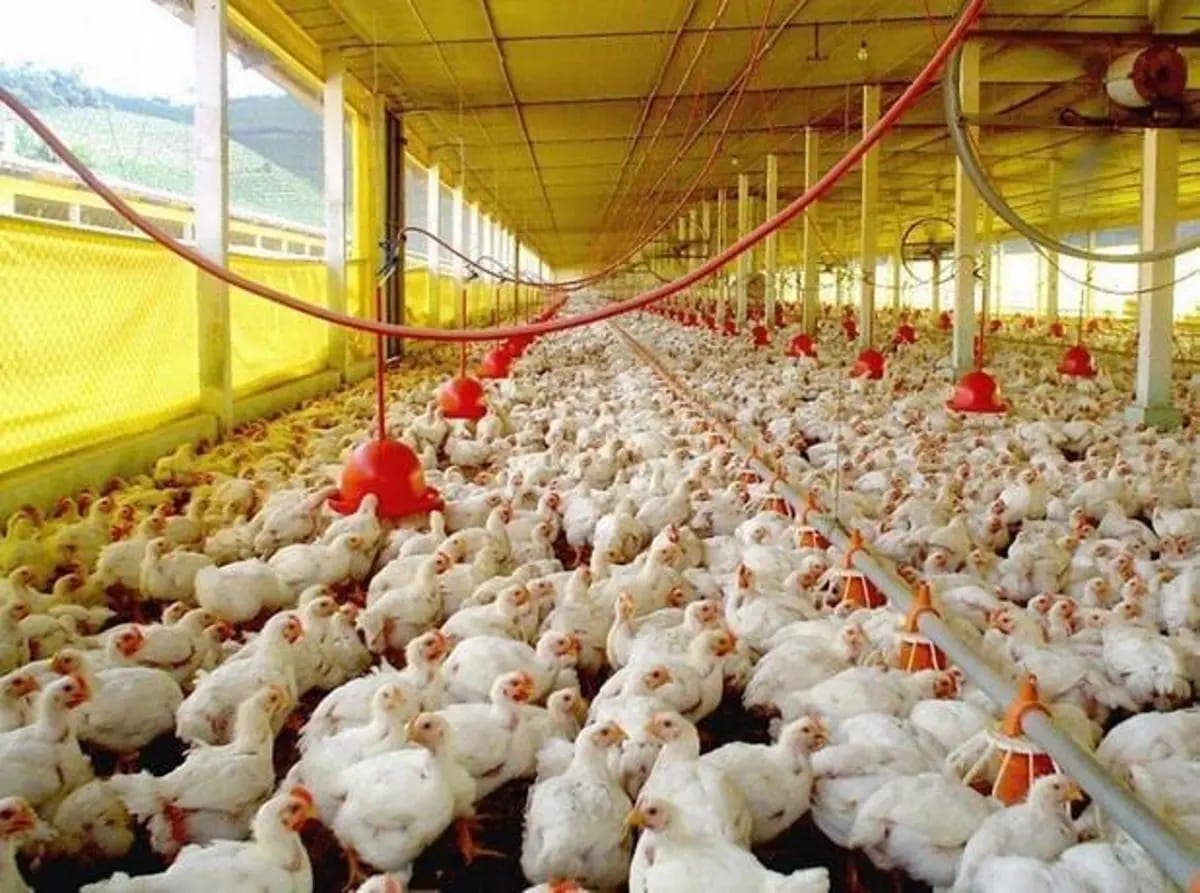Asociación de Avicultura dice producción de pollos aumentó a 19.6 millones en 2022