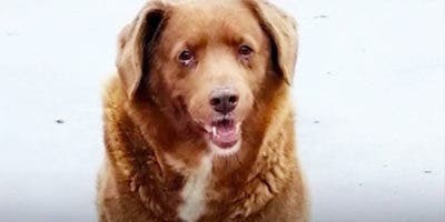 El perro más viejo del mundo se llama Bobi, tiene 30 años y vive en Portugal
