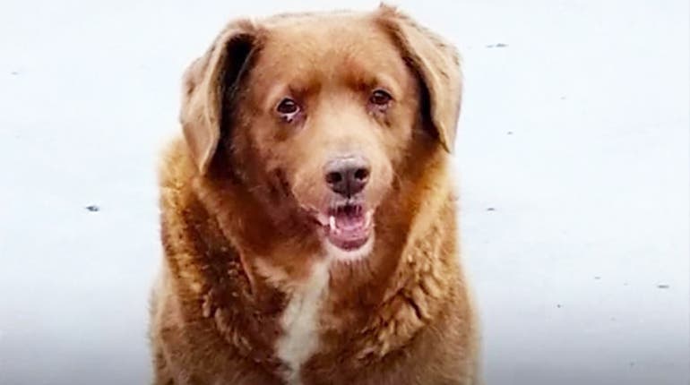 El perro más viejo del mundo se llama Bobi, tiene 30 años y vive en Portugal