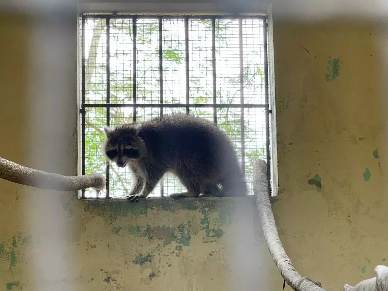 Mapache está estresado, dice el Zoológico