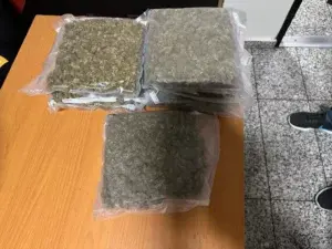 La DNCD ocupa más marihuana sintética