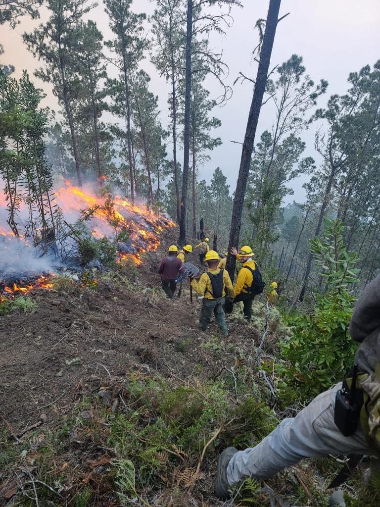 Brigadas forestales siguen trabajando para sofocar incendio de Valle Nuevo