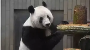 Osa panda nacida en Japón regresa a China para buscar novio