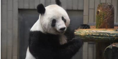 China presenta el primer oso panda virtual impulsado por IA y su metaverso