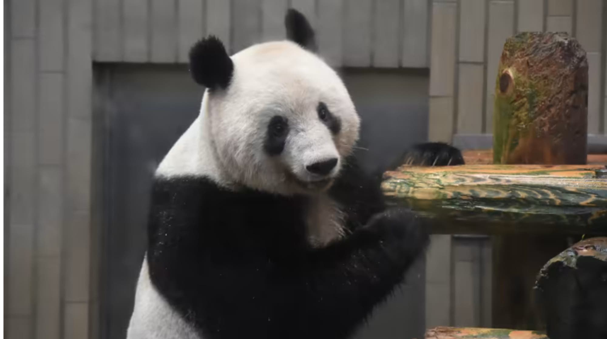 Osa panda nacida en Japón regresa a China para buscar novio
