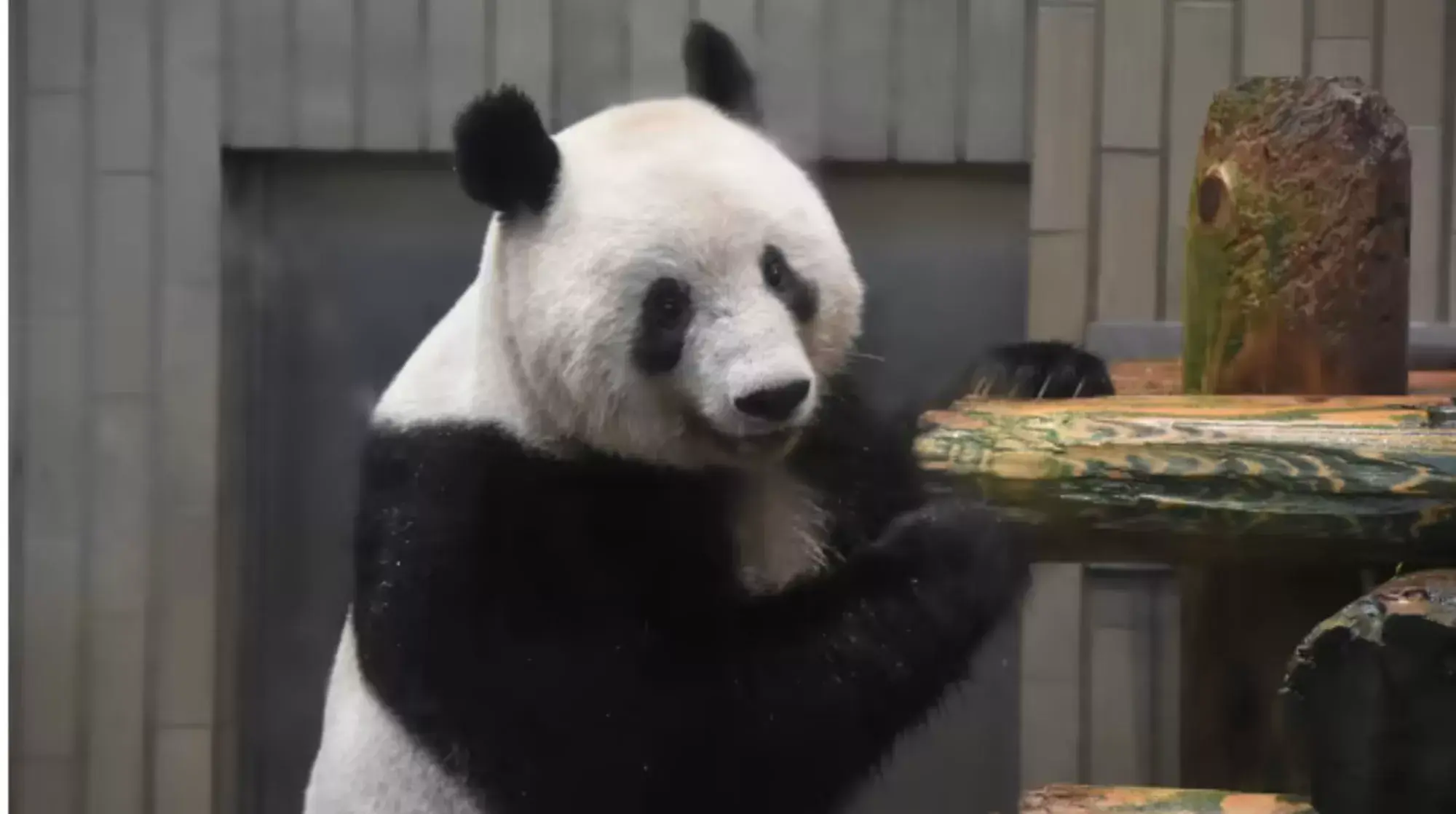 China presenta el primer oso panda virtual impulsado por IA y su metaverso