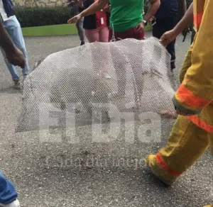 El mapache fue capturado en Guaricano en una casa en construcción