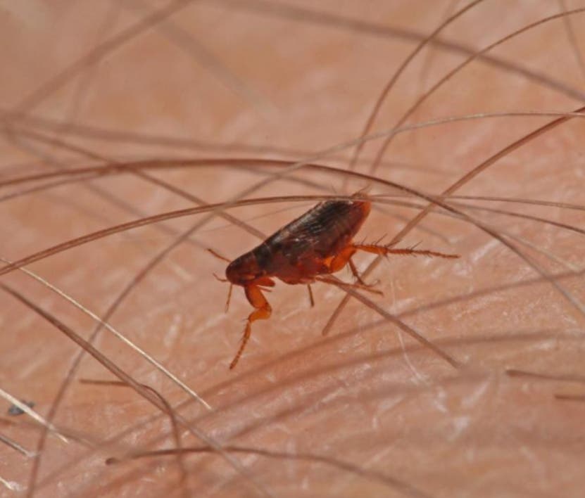 La pulga, un insecto asociado a vivencias  en la cultura criolla