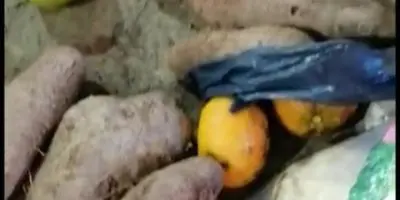 Ministerio de Agricultura decomisa contrabando de frutas y vegetales procedente de PR