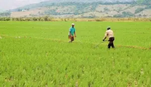 Sequía aún no afecta los cultivos agrícolas