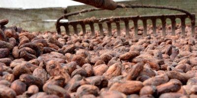 Gobierno renovará 100 mil tareas de cacao en zonas afectadas por Fiona