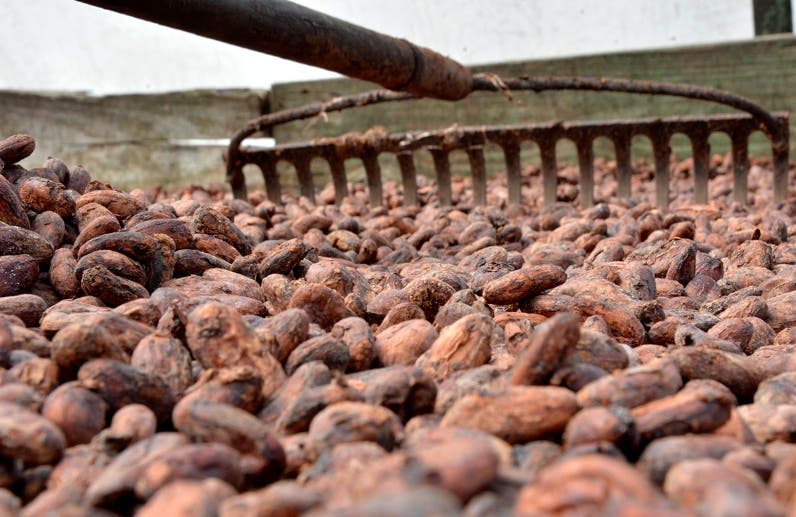 RD exportó US$53 millones de cacao hacia Bélgica 2022