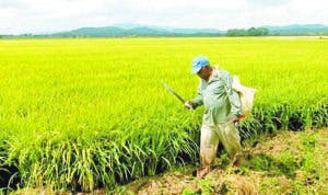 Gobierno estudiará las alternativas sobre arroz