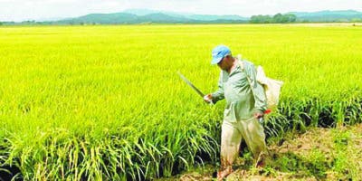 Gobierno estudiará las alternativas sobre arroz