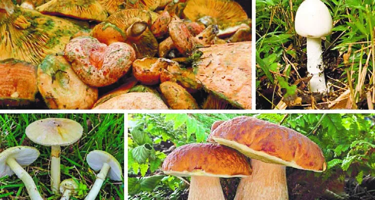 Las setas comestibles también son una fuente natural de fibra. Las setas comestibles también son una fuente natural de fibra.