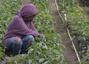 Ante déficit de café en el mercado local es vital relanzar producción