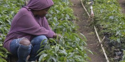 Ante déficit de café en el mercado local es vital relanzar producción