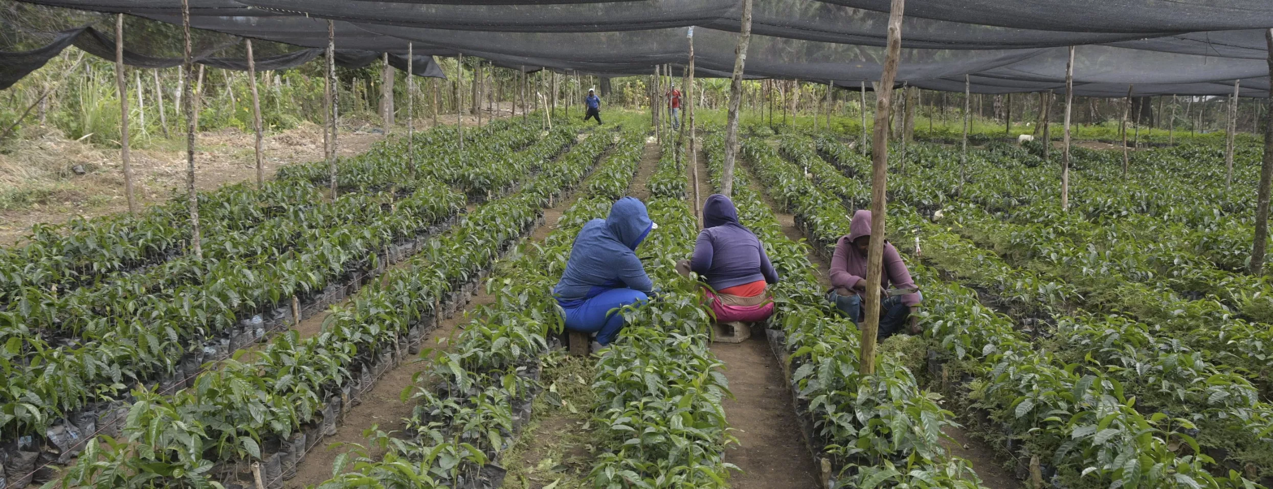 Cafetales dominicanos son cultivos que mantienen  los ríos con agua