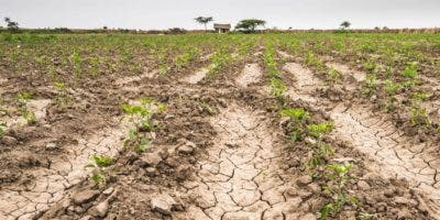 Producción agrícola  ha sido afectada  entre un 7 % y un 10 % por la sequía