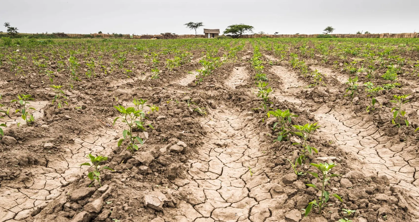 Producción agrícola  ha sido afectada  entre un 7 % y un 10 % por la sequía