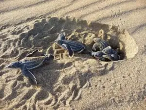 Regresan las tortugas tinglar a las playas de RD