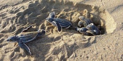 Regresan las tortugas tinglar a las playas de RD
