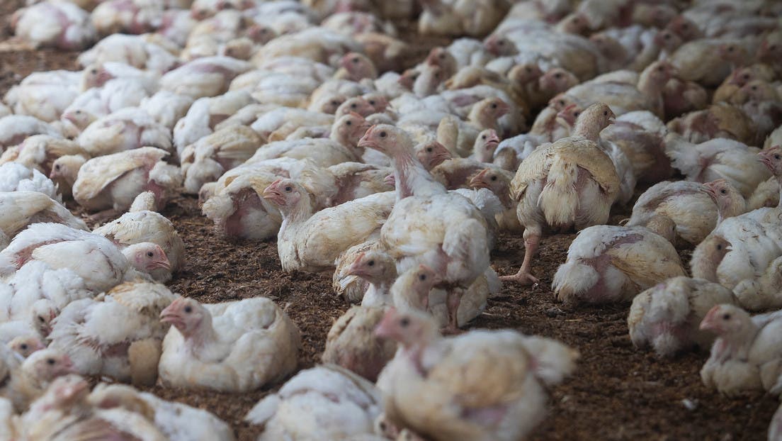 Argentina suspende exportaciones avícolas tras confirmar primer caso de influenza aviar