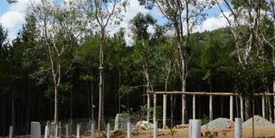 Autoridades apresan invasor área forestal