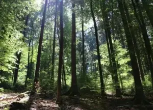 En Día Mundial Forestal  resaltan rol de los bosques