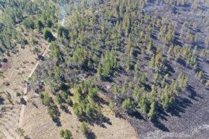 Medio Ambiente confirma fuego forestal en Valle Nuevo está eliminado