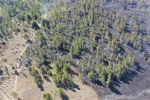 Medio Ambiente confirma fuego forestal en Valle Nuevo está eliminado