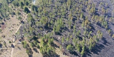 Medio Ambiente confirma fuego forestal en Valle Nuevo está eliminado