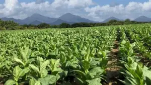 «San Juan se encamina a convertirse en centro de producción de tabaco», asegura Miguel Canó