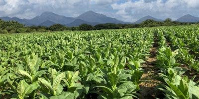 «San Juan se encamina a convertirse en centro de producción de tabaco», asegura Miguel Canó
